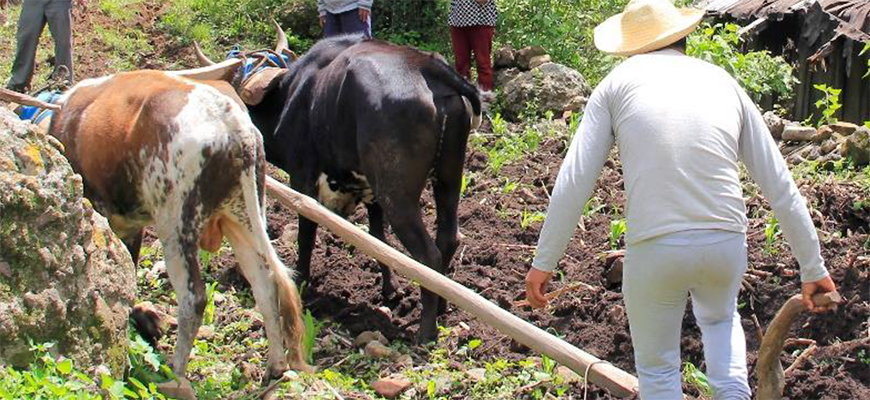 SERCADE México publica la memoria del ejercicio 2019